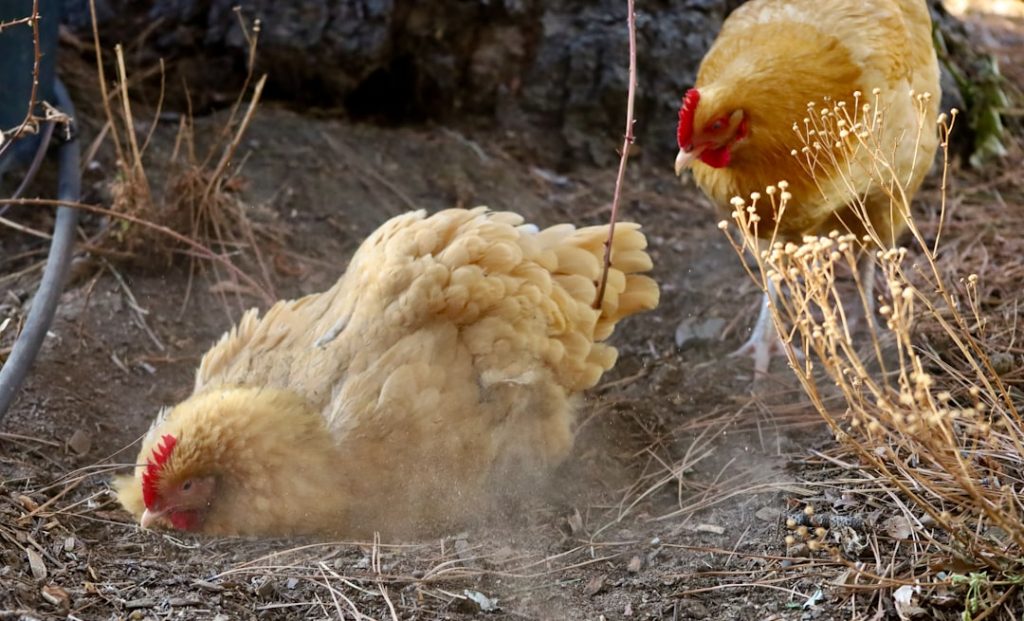aiguillette-poulet-air-fryer-croustillant