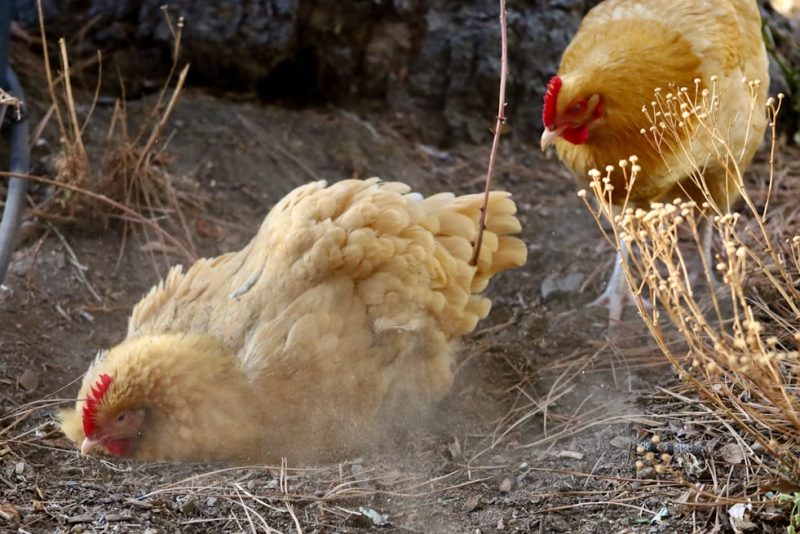 aiguillette-poulet-air-fryer-croustillant